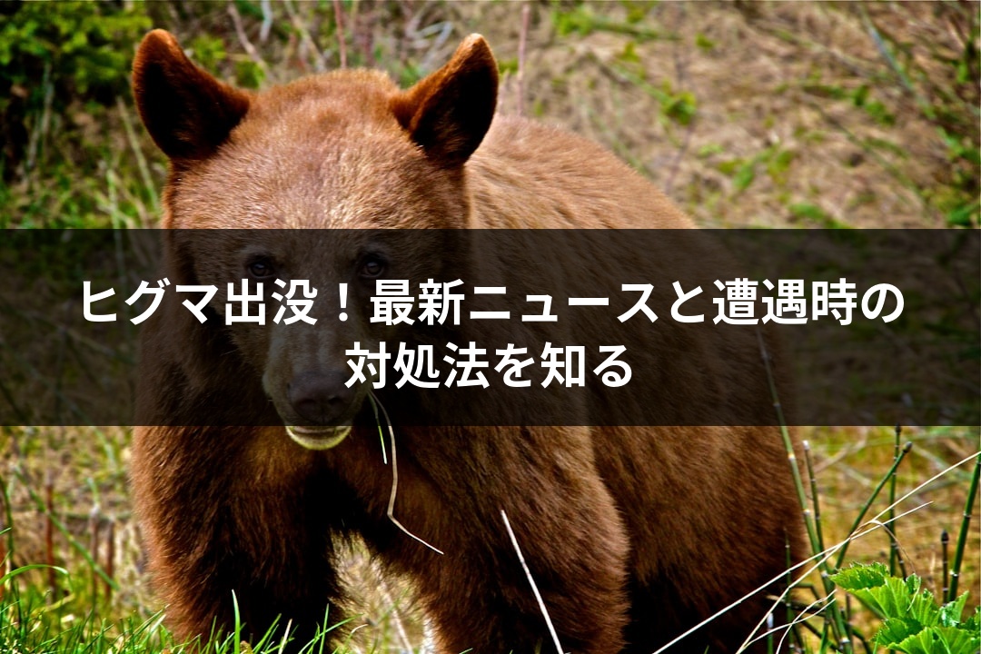 ヒグマ出没！最新ニュースと遭遇時の対処法を知る