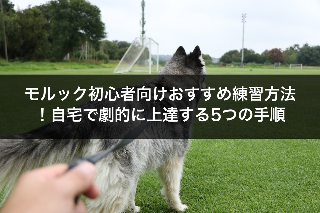 モルック初心者向けおすすめ練習方法！自宅で劇的に上達する5つの手順